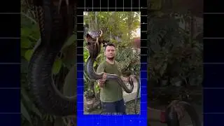 Irula Tribe| #shorts #animals #snake #wildlife #facts #viral #trending #youtubeshorts #tribe