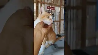 Graham the cat
