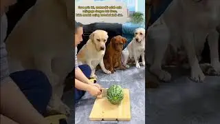 Video Lucu Anjing dimarahi 🤣🤣 #shorts #shortsvideo #funny #lucu #viral #trending #animals