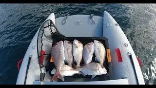 SUNDAY 06/08/23. Fishing Tiritiri Matangi Island and Army Bay, Whangaparaoa, inflatable boat