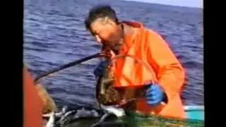 Vårsildfisket 1992 vest av Karmøy med Sjarmant del 2