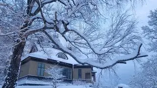 A peaceful Snow walk