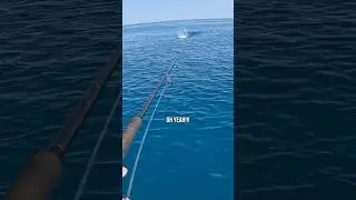 Mackerel gets ATTACKED by a SHARK! #fishing #sharks