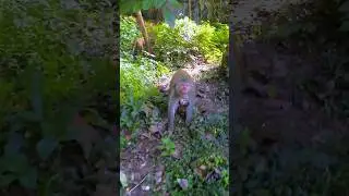 Monkey Came Charging Toward Me Like an Attack.🐒 | Happy Animals 24hr | #shorts