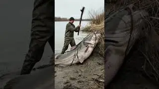 😱Giant Catfish Caught With Turkey Inside Mouth 🤯 #catfish #fishing