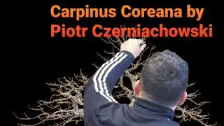 BONSAI-CARPINUS COREANA BY PIOTR CZERNIACHOWSKI @akinabonsai