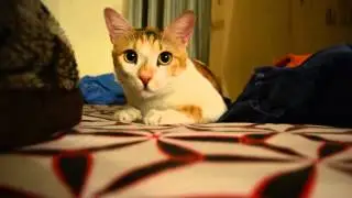 Innocent Cat's Adorable Antics
