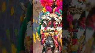 @baluthefighter maa veedi basaviah#vijayawada #bezawada #funny #world #2025 