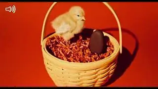 Second Version Of Reese&rsquo;s Eggs, Chicken or the Egg :15 Ad 