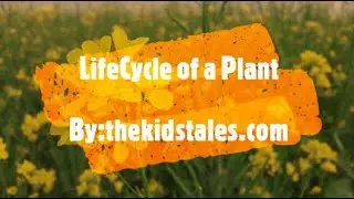 Lifecycle of Plant  #funfacts #funfactskids #fact #facts #factsoflife #kids #kidslearn #amazingfacts