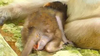 WEAK AND HURT BABY BRITTANY | BABY SO HUNGRY | SR TECHNIQUE