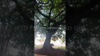 pra&ccedil;a das &aacute;rvores...#plantas#natureza#&aacute;rvoredavida#praca#2024#arvores#motiva&ccedil;&atilde;o#amorporplantas#short