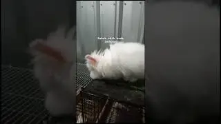 KAKAK ADIK LION HEAD BEDA INDUKAN