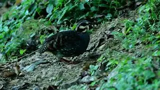 Formosan Hill Partridge in Ping Lin  9036