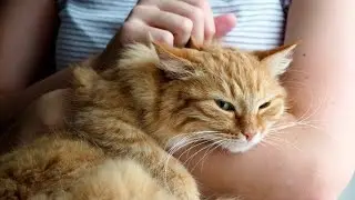 Download Free Cute Cat Stock Videos & Footages - HD & 4K Cats Videos Royalty-Free download