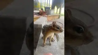 CHIPMUNK VIDEOS FOR MY SUBS :) #chipmunk #animals #cute #music #mustwatch #outdoors #adorable #cool