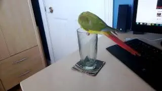 Kiwi Drinking