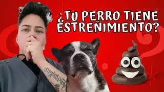 Cómo ayudar a tu perrito con Estreñimiento 🐶