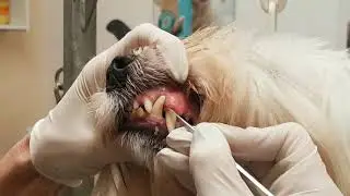 Zahnsanierung Zahnsteinentfernung beim Hund - EmmiPet Ultraschall Zahnbehandlung beim Hund