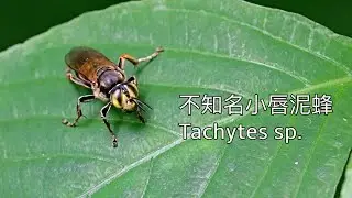 不知名小唇泥蜂 Tachytes sp.