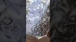 Cat fish culture in cement tank