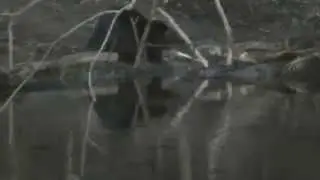 beaver meets a 330 caught on tape!!!