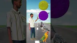 all birds choose the best birds #funny #creativeedit #vfx