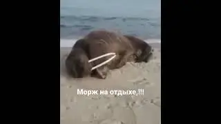 #shorts