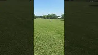 Pike playing fetch #k9protection #dogtraining #guardanimals #germanshepherd #guarddogs #gsd #gsds