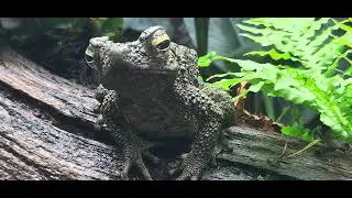 Video I took at Chester zoo of the Asian giant Toad