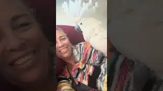 Chief gets crazy on mom #chiefthecockatoo #cockatoolove #parrot #talkingparrot #lovemybird #birdmom
