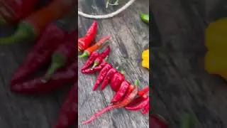 Lena h&auml;ngt Chilis zum trocknen auf 🌶 #chiliernte #shorts