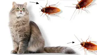 Kecoa mainan kucing,Ayo tangkap