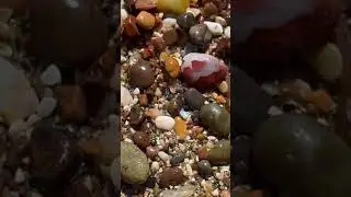 Lovely red Jasper with quartz veins. #jasper #quartz #beach