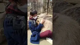 Hugging With Capybara | #shorts #capybara