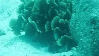 サラサハゼ01