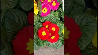 🌼 La primev&egrave;re en fleur | Beaut&eacute; naturelle #Primev&egrave;re#Fleur#Printemps#Nature#Beaut&eacute;Naturelle#Shorts