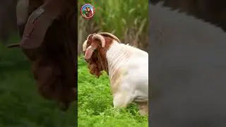 GABBAR | FULLBLOOD | BOERGOATS