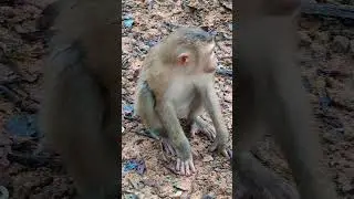#monkeysplace #cuteanimal #monkeyplace #cutemonkey #beautiful #cute #monkeykingdom #cutepet #zoo