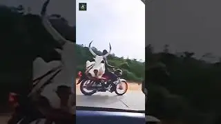 cow bike delivery 🤣🤣🤣🤣#shorts