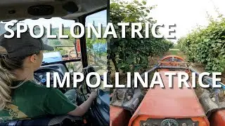 Iniziamo a SPOLLONARE le viti ed a IMPOLLINARE i kiwi. Ecco COME lo facciamo NOI !!