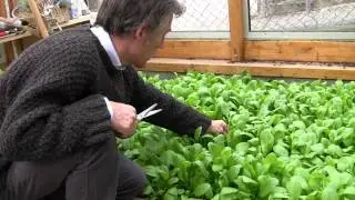 fresh spinach  from the greenhouse