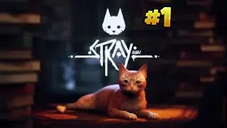 A Sad Cat Struggling The World [STRAY] - LIVE