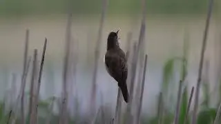 Trasts&aring;ngare (Great reed-warbler), G&auml;dd&auml;ngen, Fulltofta 11/6 -2022