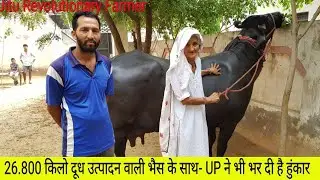 सुपर MURRAH BUFFALO- with a simple Dairy kisan of Uttarpradesh@ Amit Nagar  8076160484.