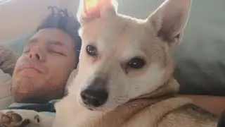 Microchip mix-up may mean an Austin couple could lose their dog