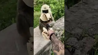 Hunmanji #mahakal #hunmanji #monkey #cuteanimal #animals #motivation