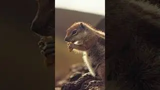 5 Fascinating Facts About Squirrels