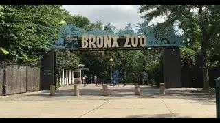 NEW YORK BRONX ZOO! SEA LION FEEDING! BABY GORILLAS, GIRAFFES, TIGERS and MANY MORE! FUN FOR KIDS!
