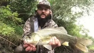 52cm Australian Native Wild Bass 